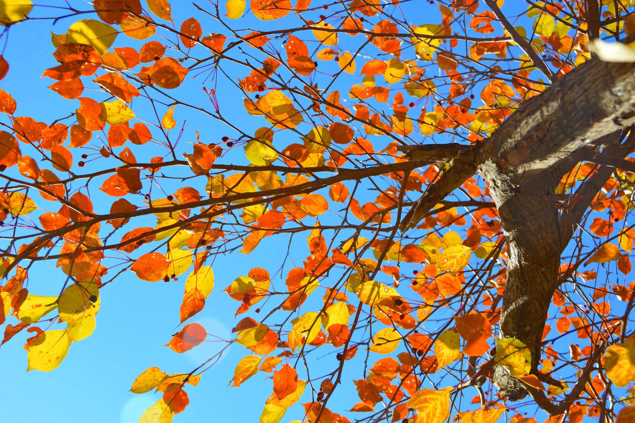 山丁子树叶原创拍摄