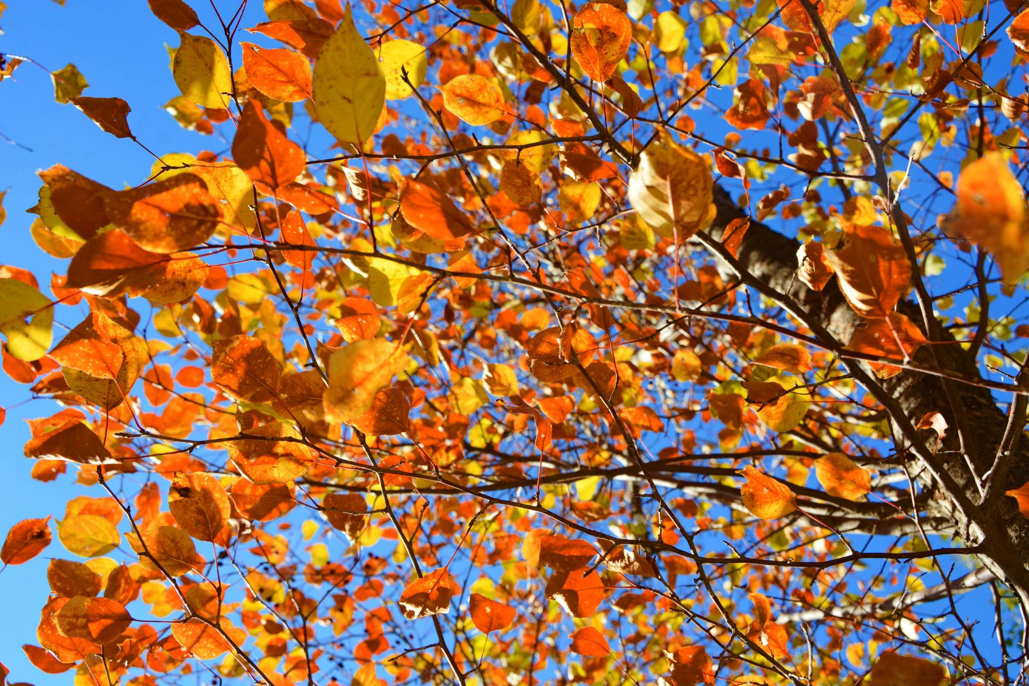 山丁子树叶原创拍摄