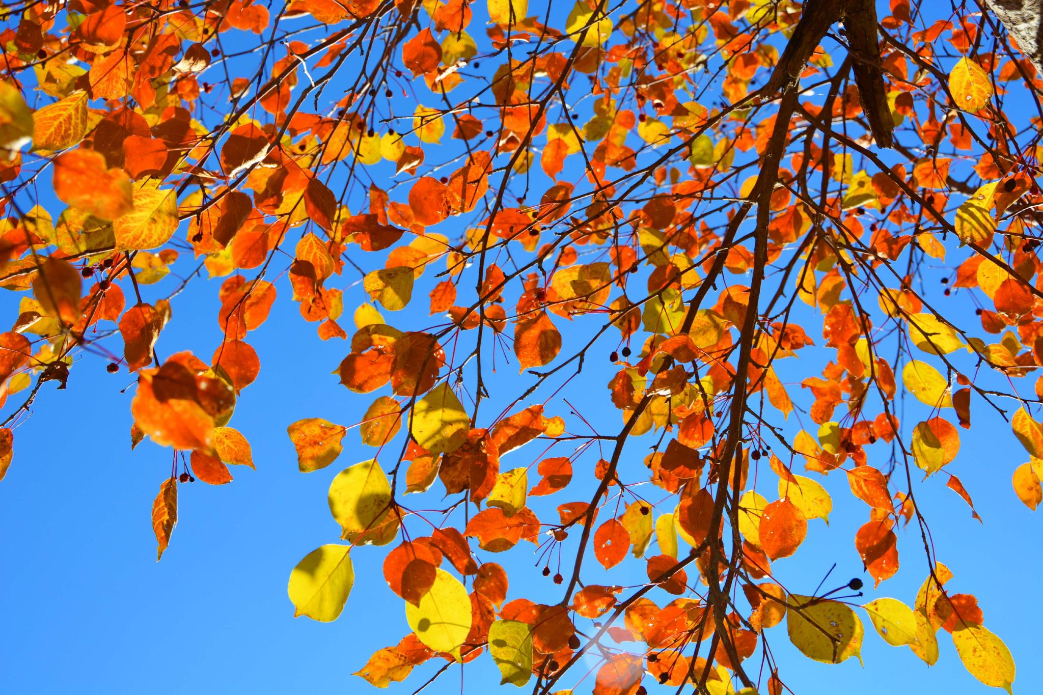 山丁子树叶原创拍摄