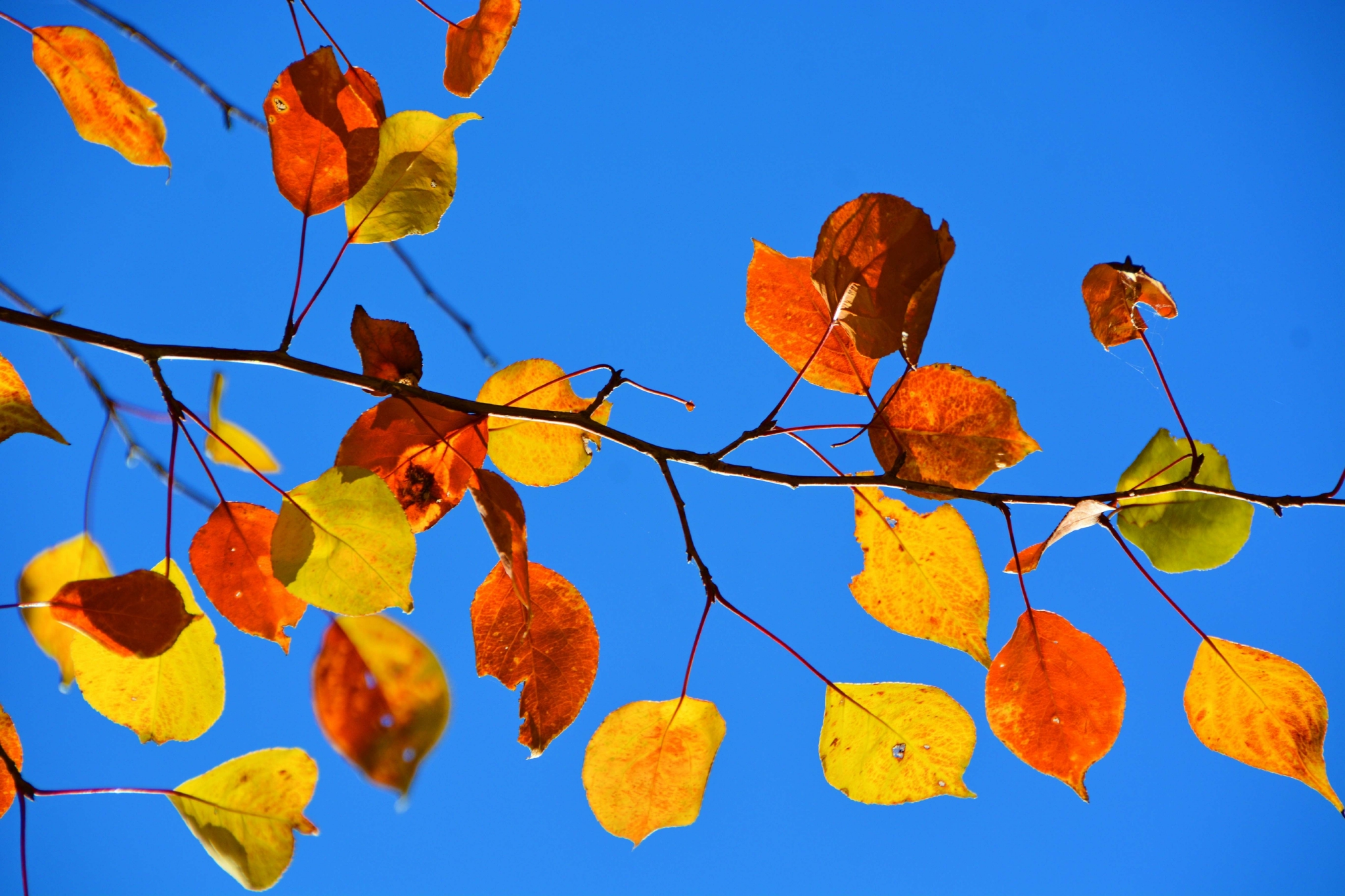 山丁子树叶原创拍摄