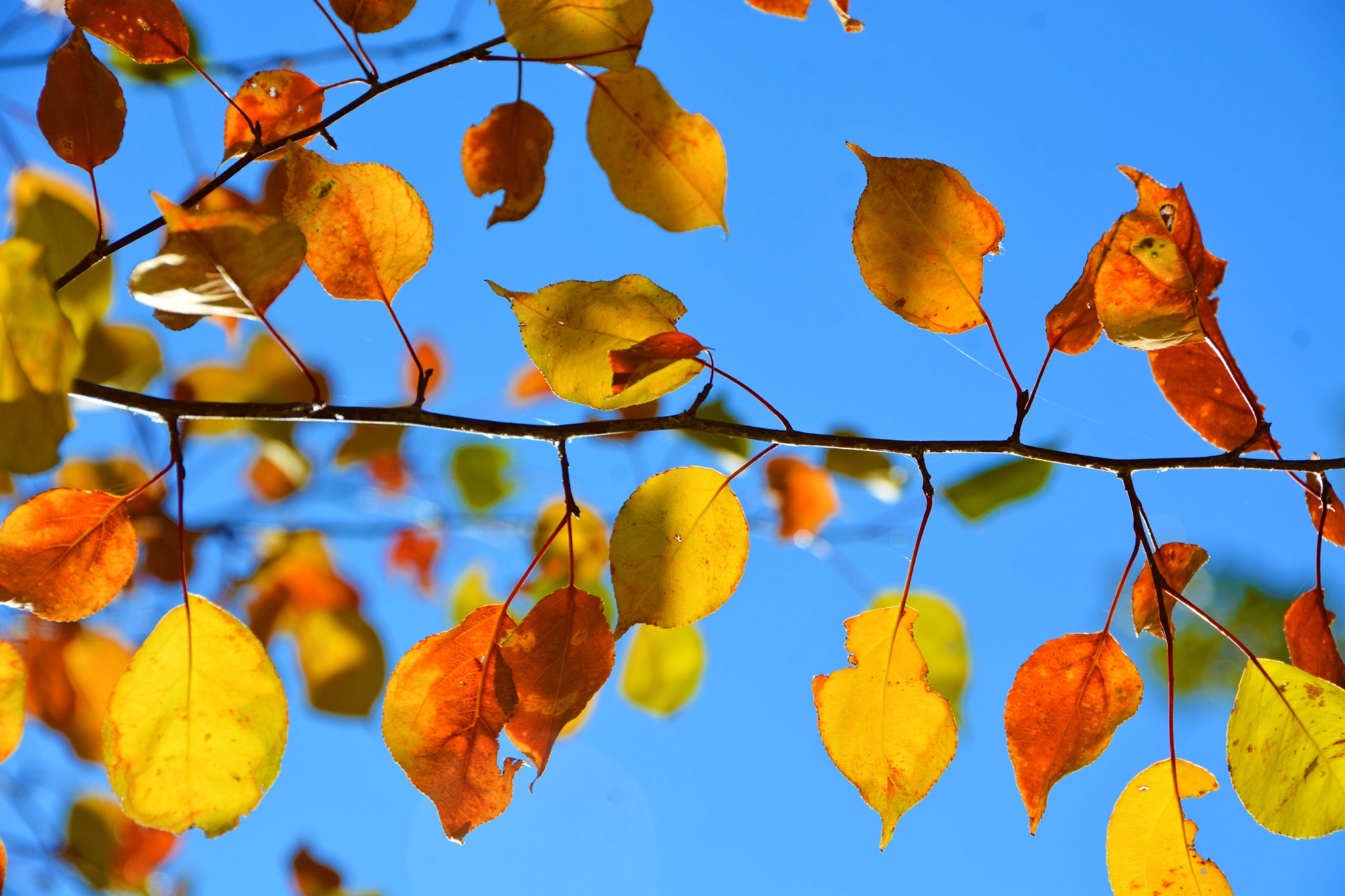 山丁子树叶原创拍摄