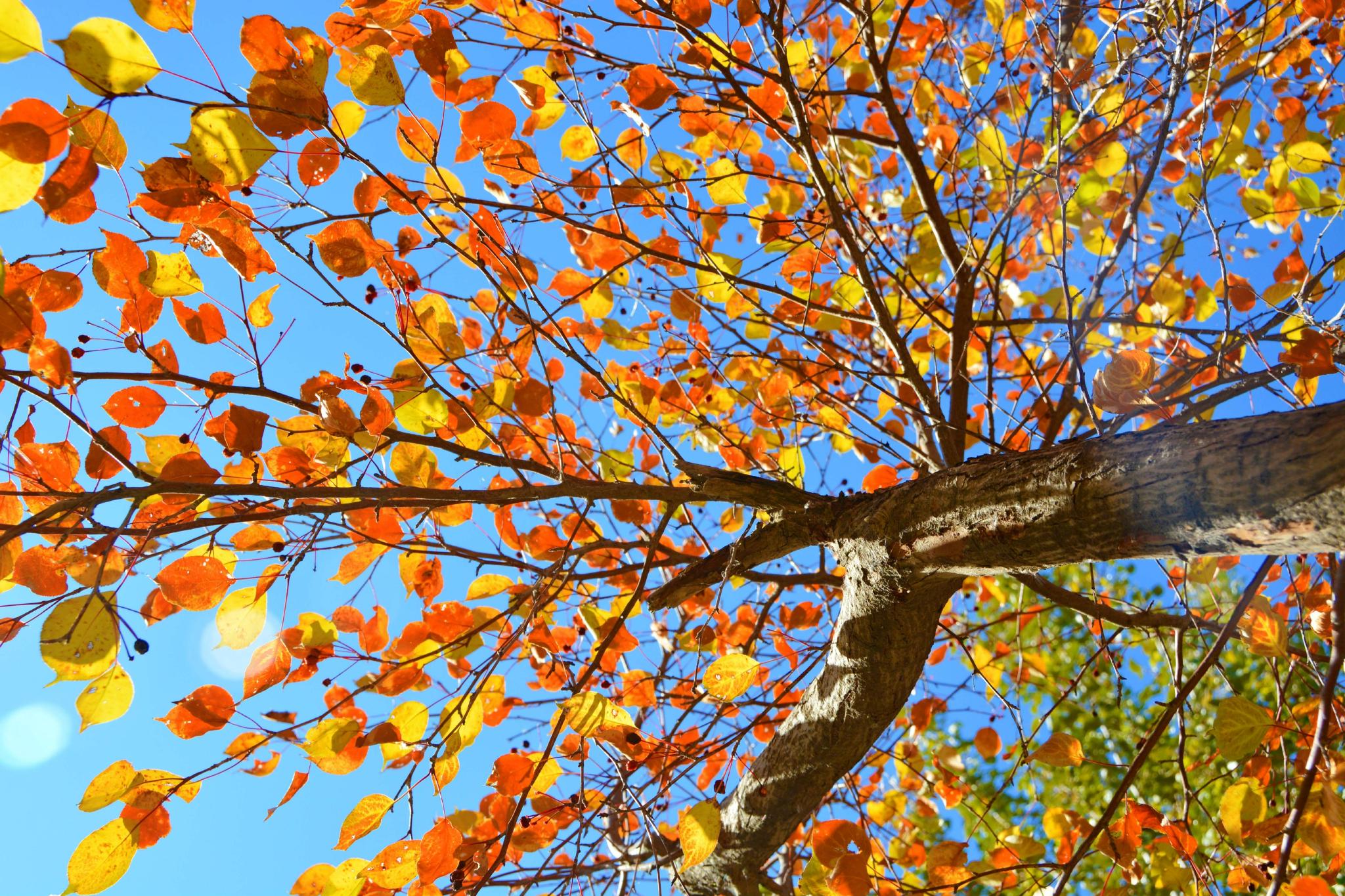 山丁子树叶原创拍摄