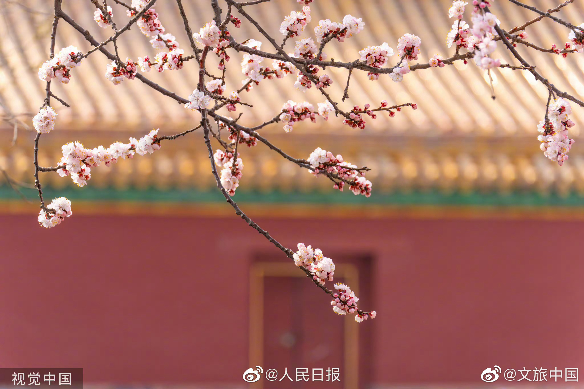 故宫杏花盛放大片