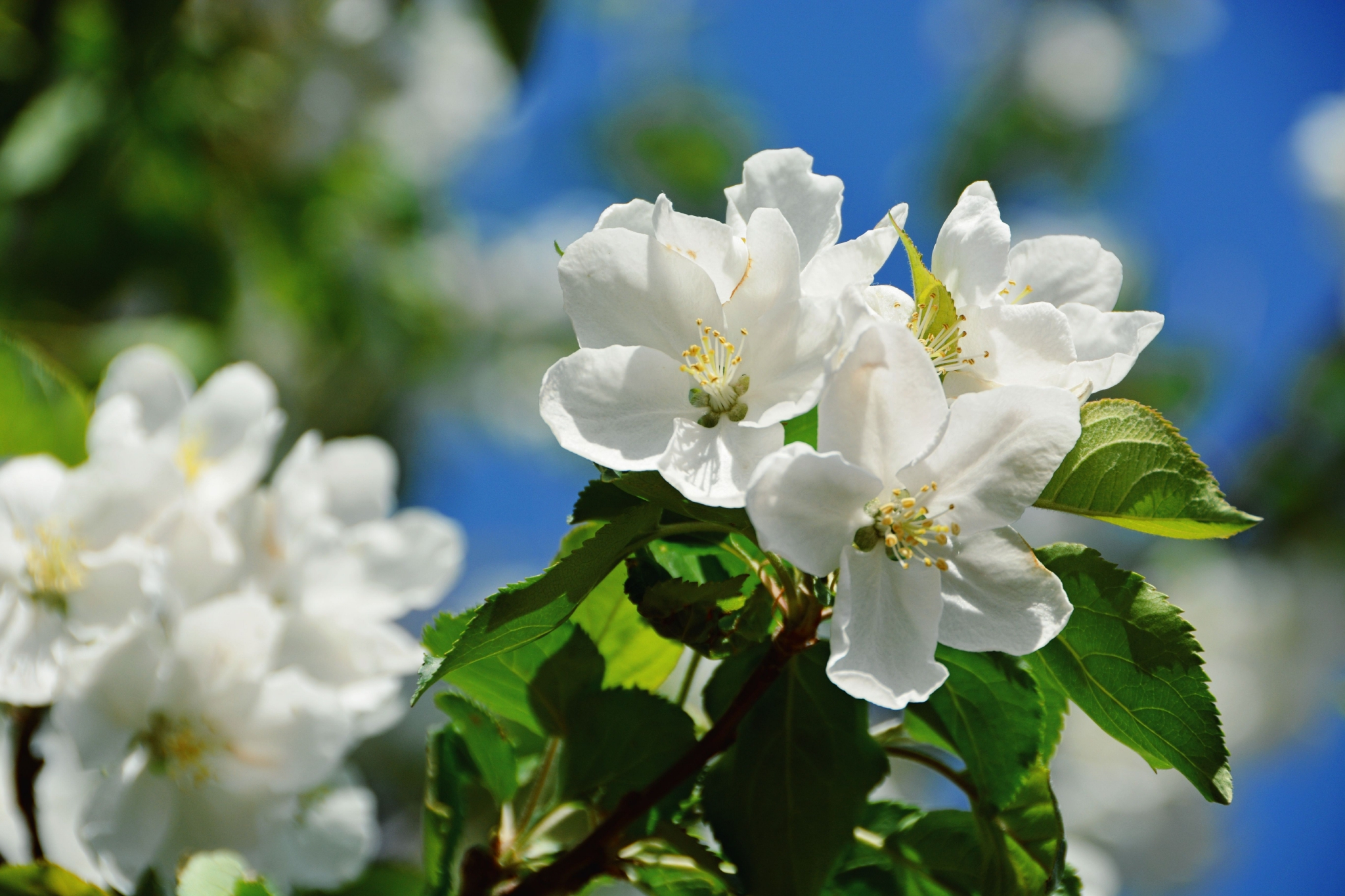 洁白的沙果花,原创拍摄_高清图集_新浪网