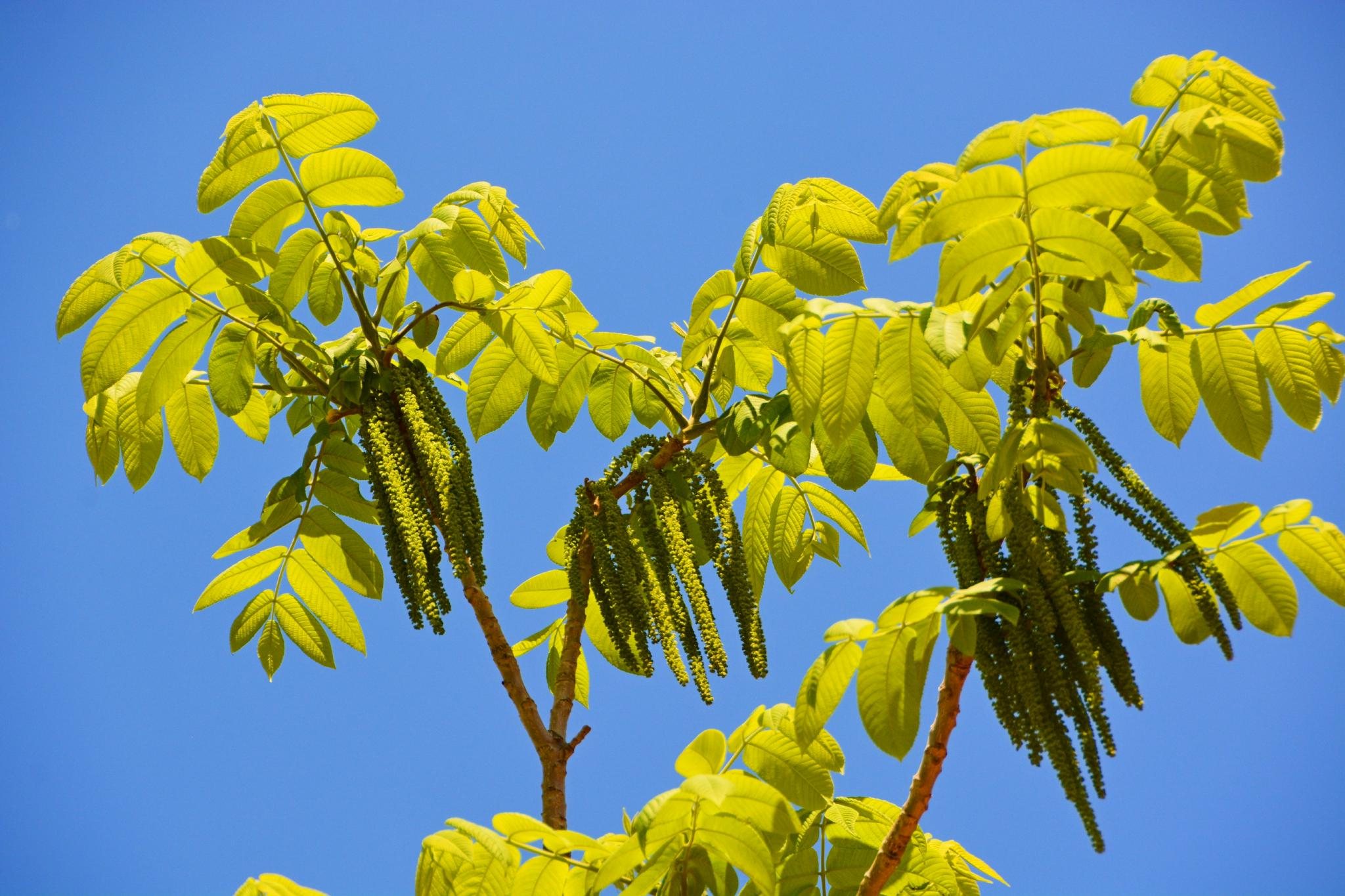 核桃树核桃楸花穗