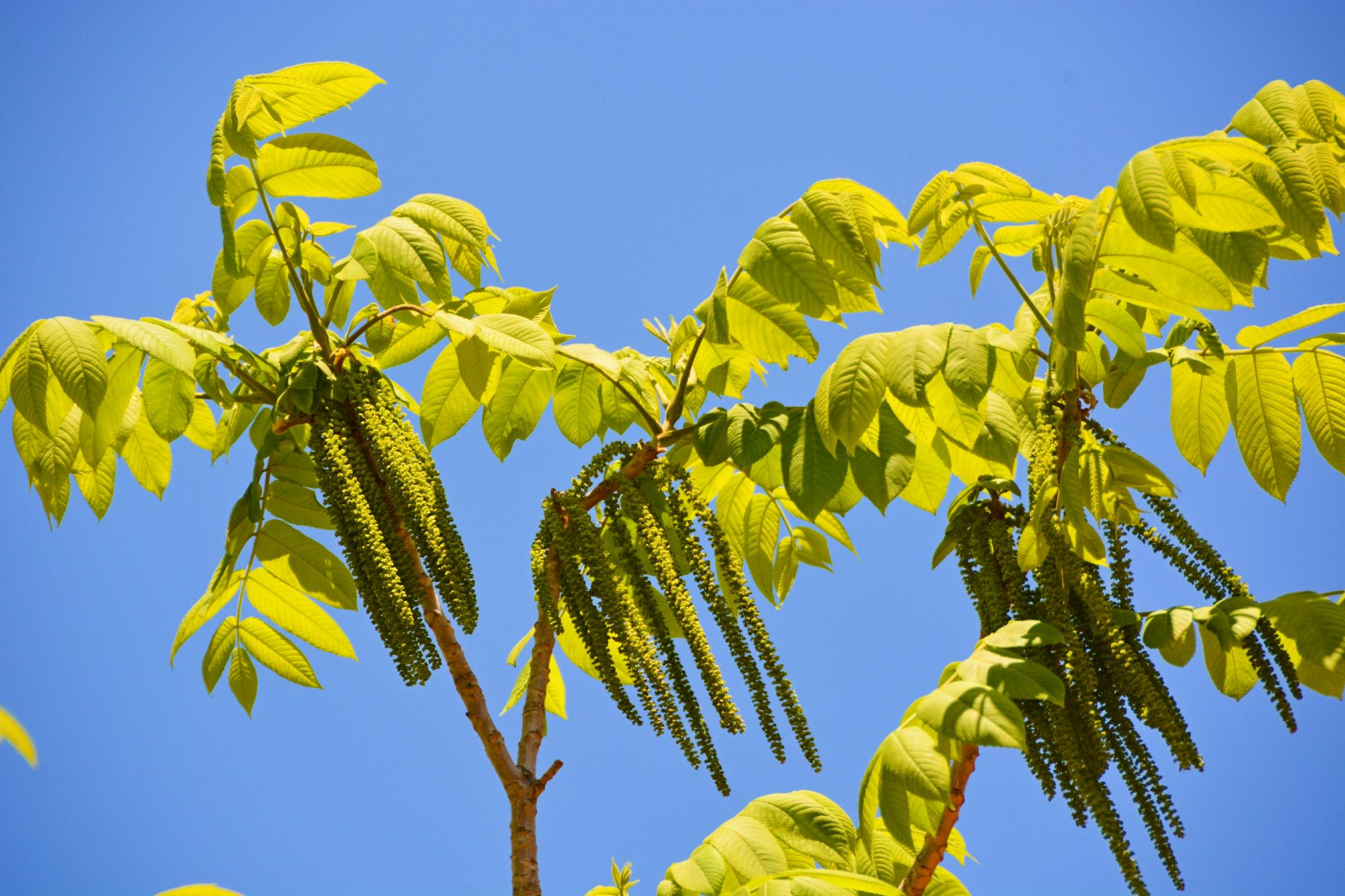 核桃树核桃楸花穗