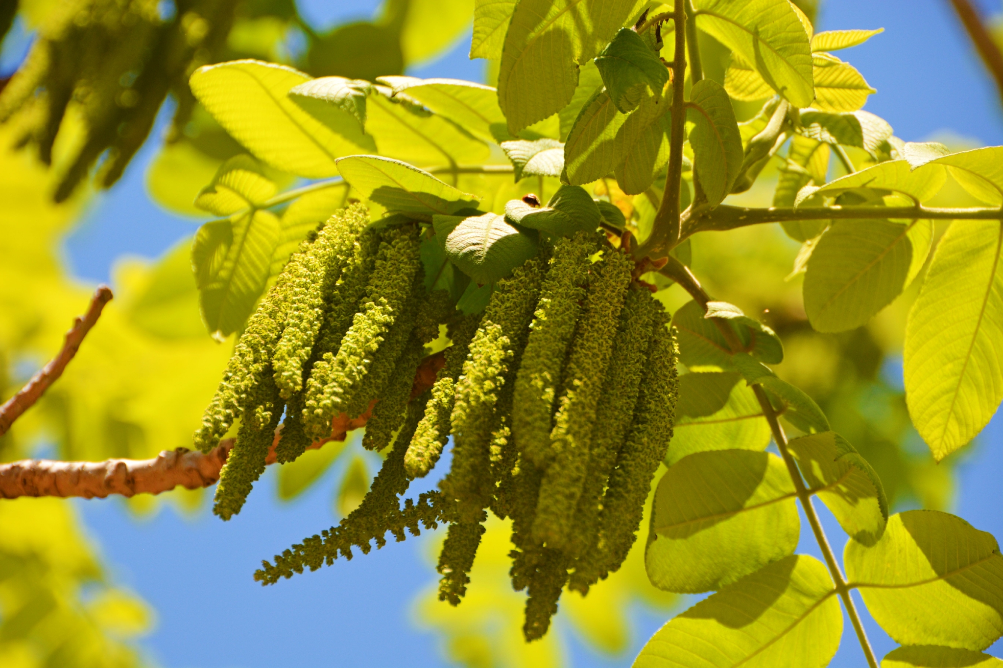 核桃树核桃楸花穗