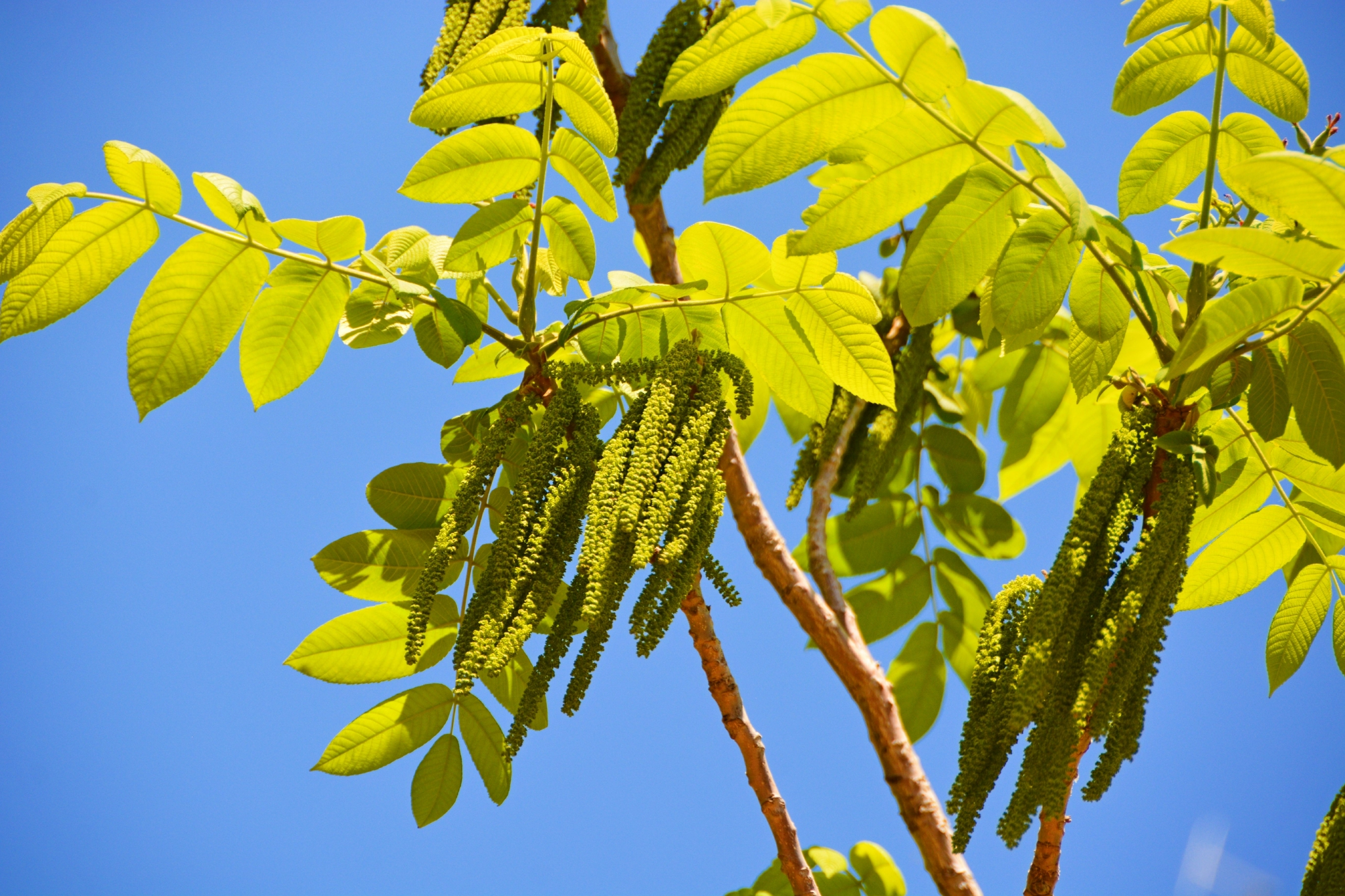 核桃树核桃楸花穗