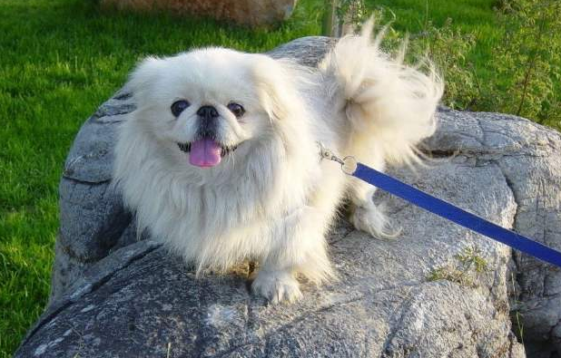 京巴犬漂亮又可爱,现在为啥少人养了呢?原因有七个