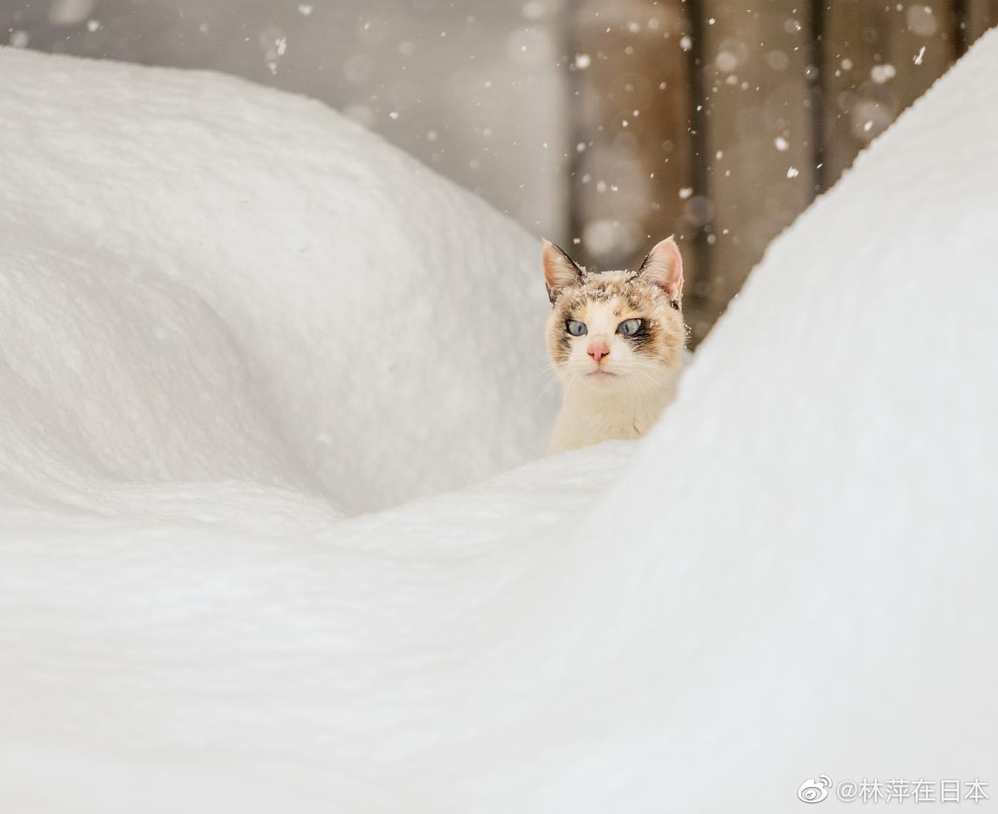 要想动物拍的好，大下雪天往动物园跑。|摄影|动物|WildKay - 原创作品 - 站酷 (ZCOOL)