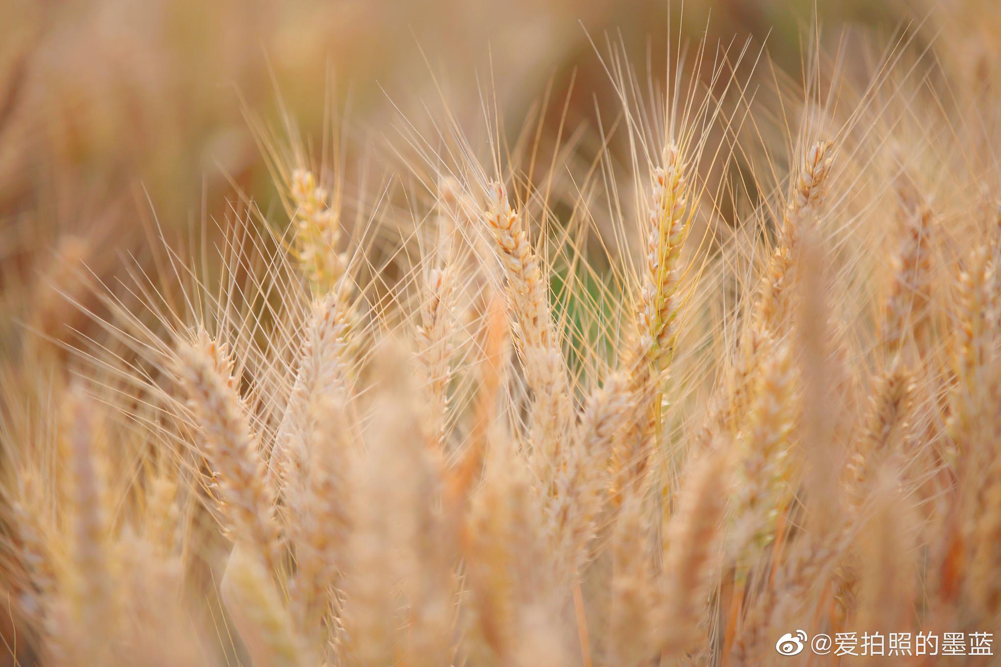 每年的芒种,都差不多就是夏收的季节.田里的小麦谷子闪着金黄
