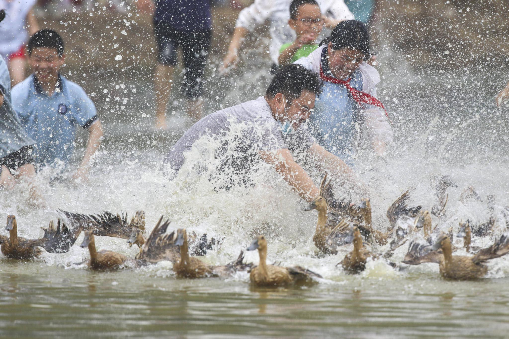 稻田里的快乐周末