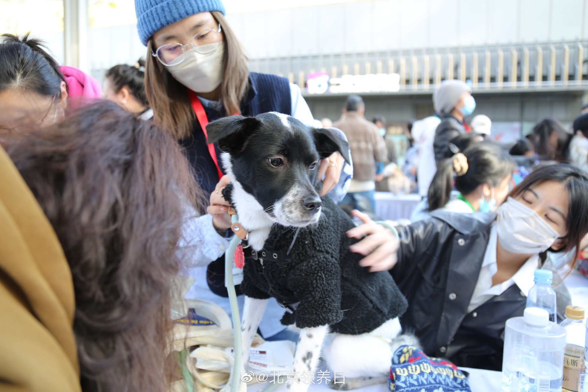线下领养活动正在进行时……