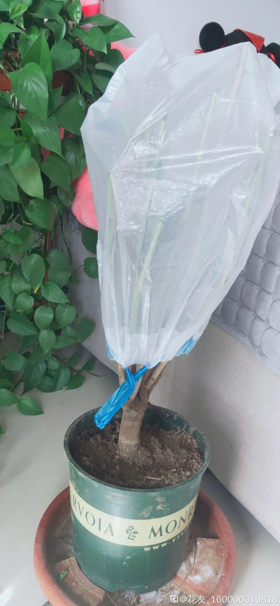 冬天养花给花套个塑料袋安全过冬