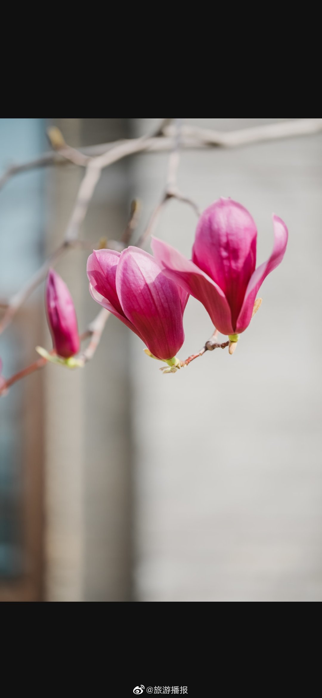 " 玉堂花院小枝红 … "_高清图集_新浪网