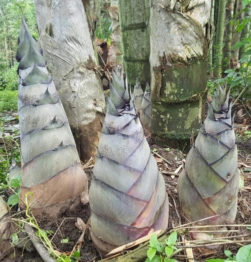 竹子和树一样高大,却属于草本植物,最大竹子水桶般粗,就在云南