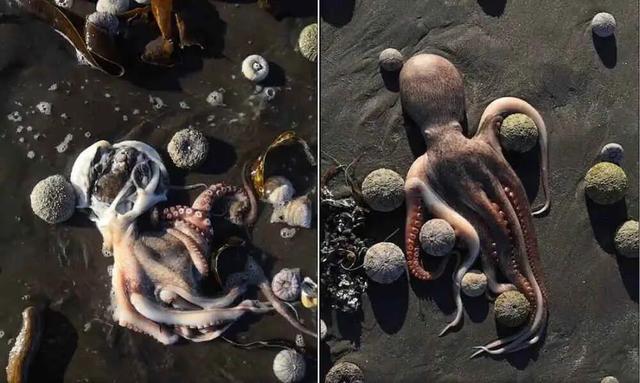 日本东京异臭,俄远东海洋生物死亡,日专家称或都与板块活动有关休闲区蓝鸢梦想 - Www.slyday.coM 日本东京异臭,俄远东海洋生物死亡,日专家称或都与板块活动有关休闲区蓝鸢梦想 - Www.slyday.coM