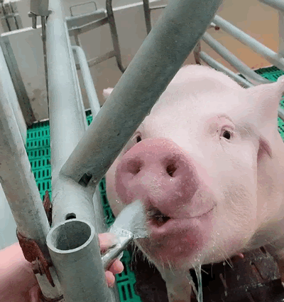 400_424gif 动态图 动图