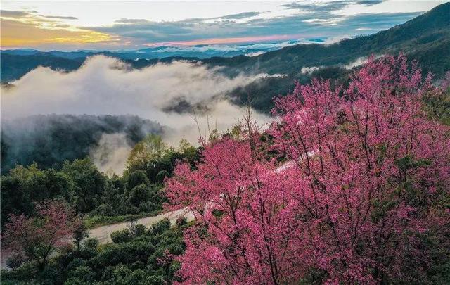 走进"困鹿山人家",遇见"茶之博物馆"