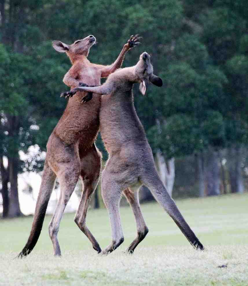 澳大利亚时隔86年首次发生袋鼠杀人,肇事袋鼠被警方击毙休闲区蓝鸢梦想 - Www.slyday.coM 澳大利亚时隔86年首次发生袋鼠杀人,肇事袋鼠被警方击毙休闲区蓝鸢梦想 - Www.slyday.coM