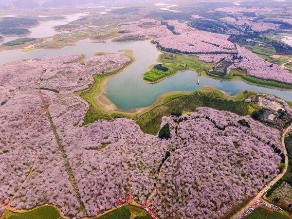 贵阳市平坝农场航拍的樱花海哇哇哇