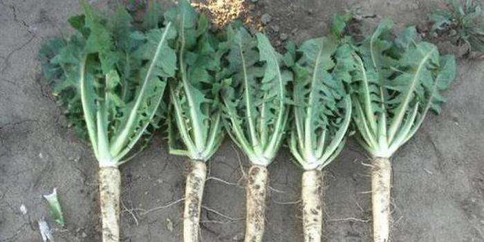 不想出门买菜?太简单了,几个菊苣根长出一大盘菜!