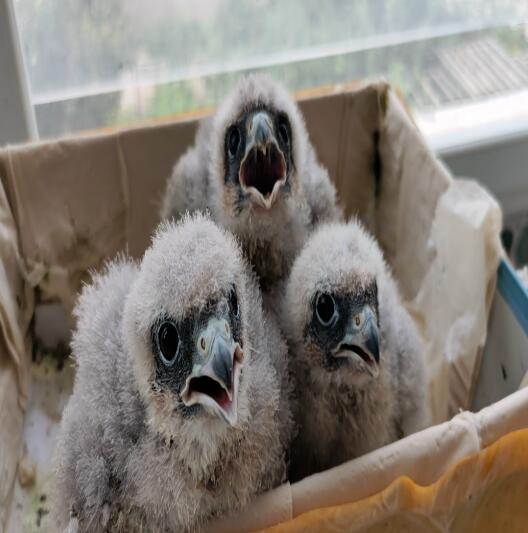 施工中发现三只雏鸟,竟是国家二级保护动物燕隼