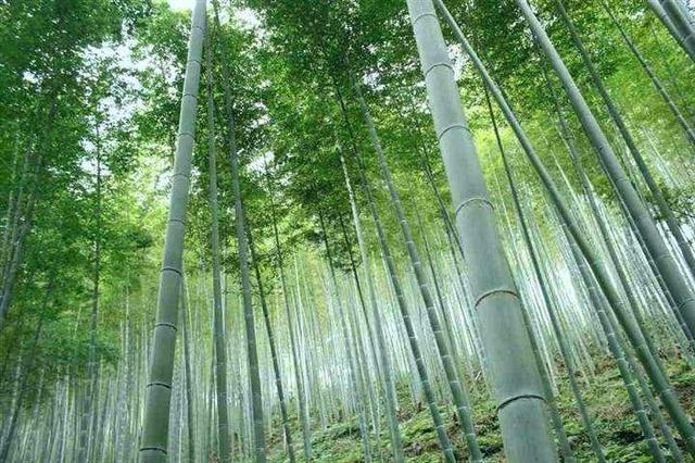 竹子和树一样高大,却属于草本植物,最大竹子水桶般粗,就在云南
