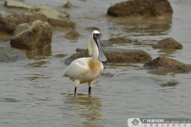 黑脸琵鹭现身三娘湾海滩 专家称北部湾或成珍稀候鸟稳定的越冬地休闲区蓝鸢梦想 - Www.slyday.coM 黑脸琵鹭现身三娘湾海滩 专家称北部湾或成珍稀候鸟稳定的越冬地休闲区蓝鸢梦想 - Www.slyday.coM
