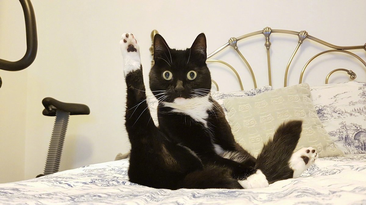 眼睛瞪得像铜铃,发出蠢萌的气息_高清图集_新浪网