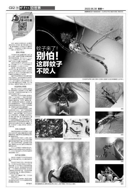 它世界第465期 蚊子来了！别怕！这群蚊子不咬人休闲区蓝鸢梦想 - Www.slyday.coM