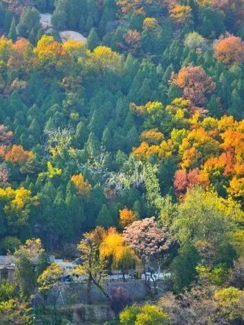 现在去正好!普照寺旁的橡树林,林染红妆美如画!关键是免费!休闲区蓝鸢梦想 - Www.slyday.coM 现在去正好!普照寺旁的橡树林,林染红妆美如画!关键是免费!休闲区蓝鸢梦想 - Www.slyday.coM
