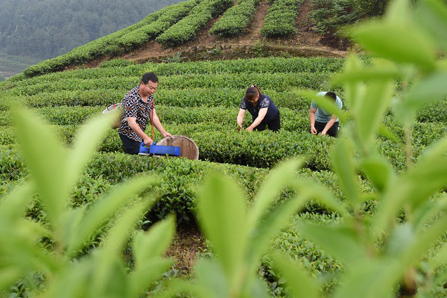 自贡荣县:“世外桃源”里的种茶人