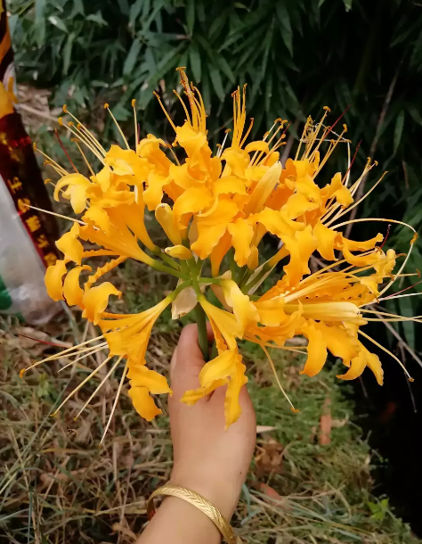 这植物叫蟑螂花?其实人家本名叫这个,一绽开仿若盛大烟火!