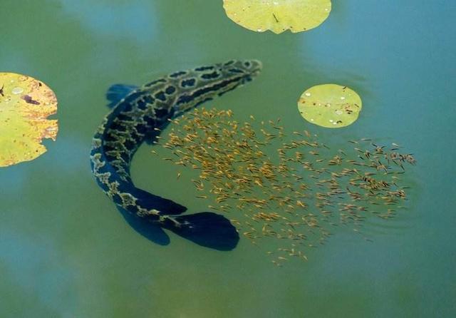 繁育后代最用心的淡水鱼,像鸟一样筑巢,有危险会把娃含嘴里保护|黑鱼