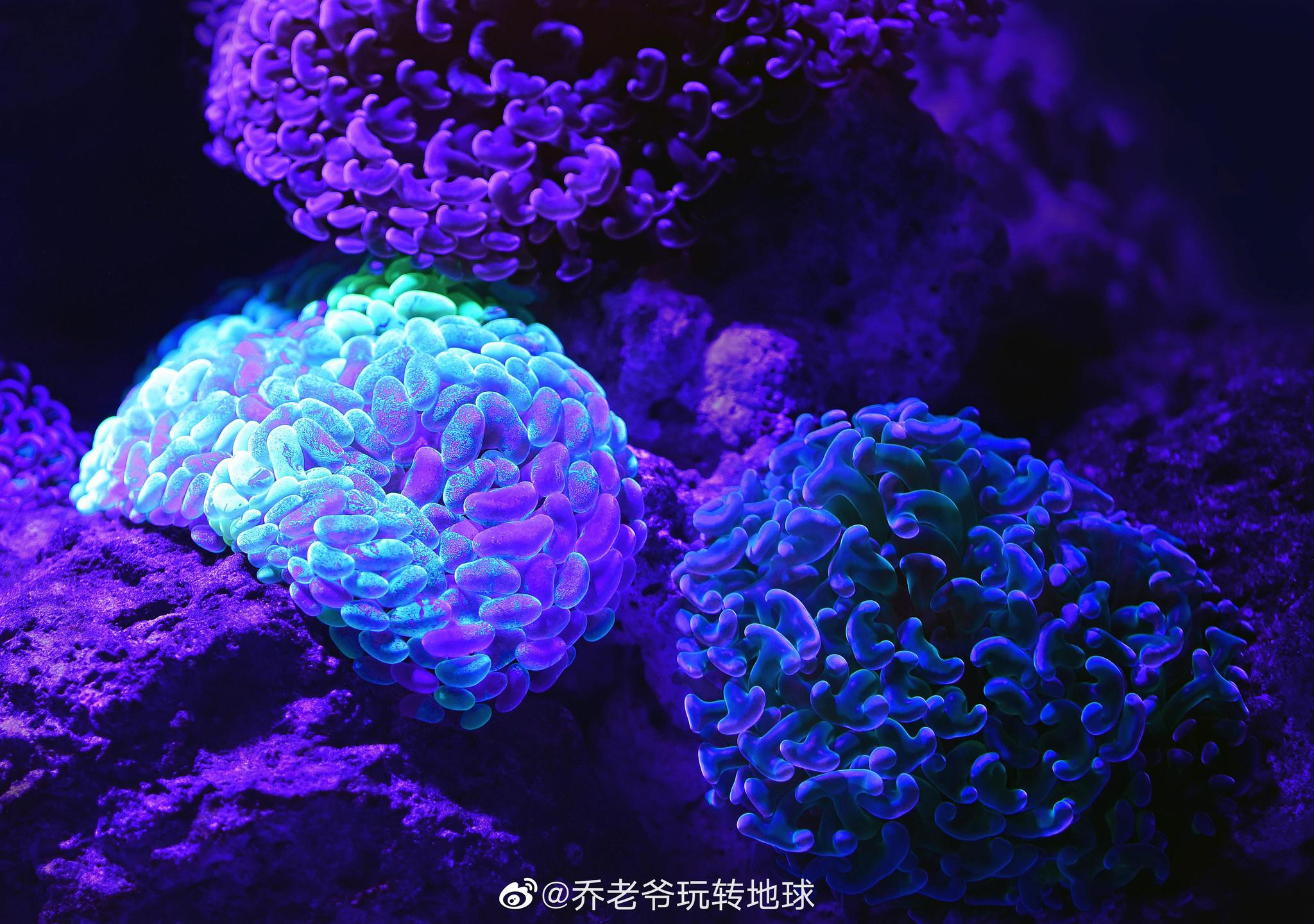 红珊瑚素材-红珊瑚图片-红珊瑚素材图片下载-觅知网