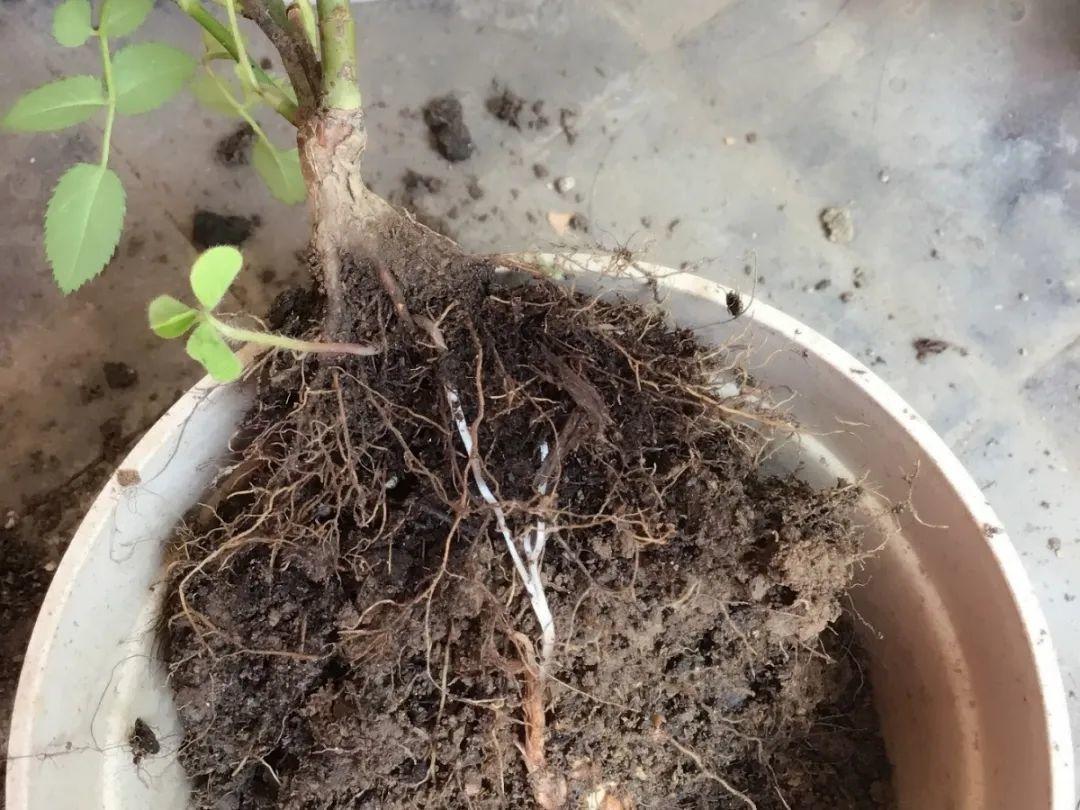 杜鹃|根系|花苞_新浪新闻