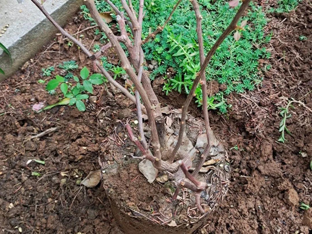 杜鹃|根系|花苞_新浪新闻