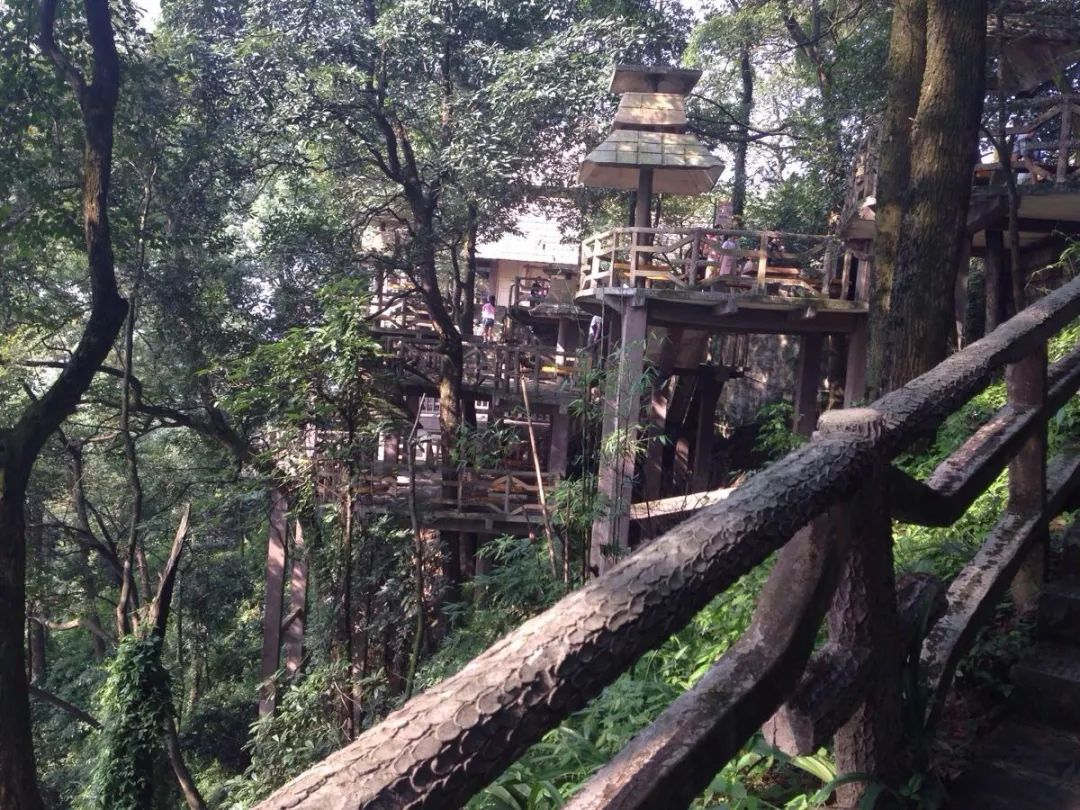 森林公园内有像"活化石"水杉一样的数十种珍奇树种和"云顶烟云","狮峰