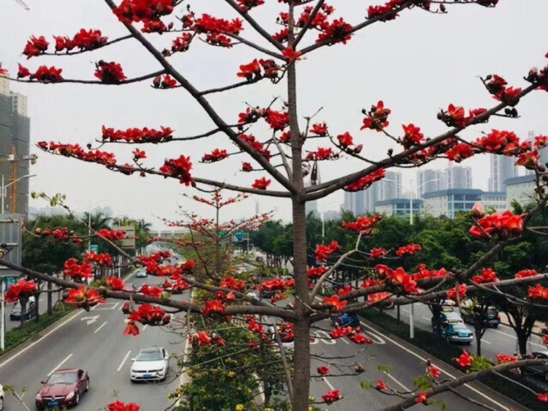 市花:梅花湛江市市花:紫荆潮州市花:白玉兰东莞市市花:玉兰肇庆市市花