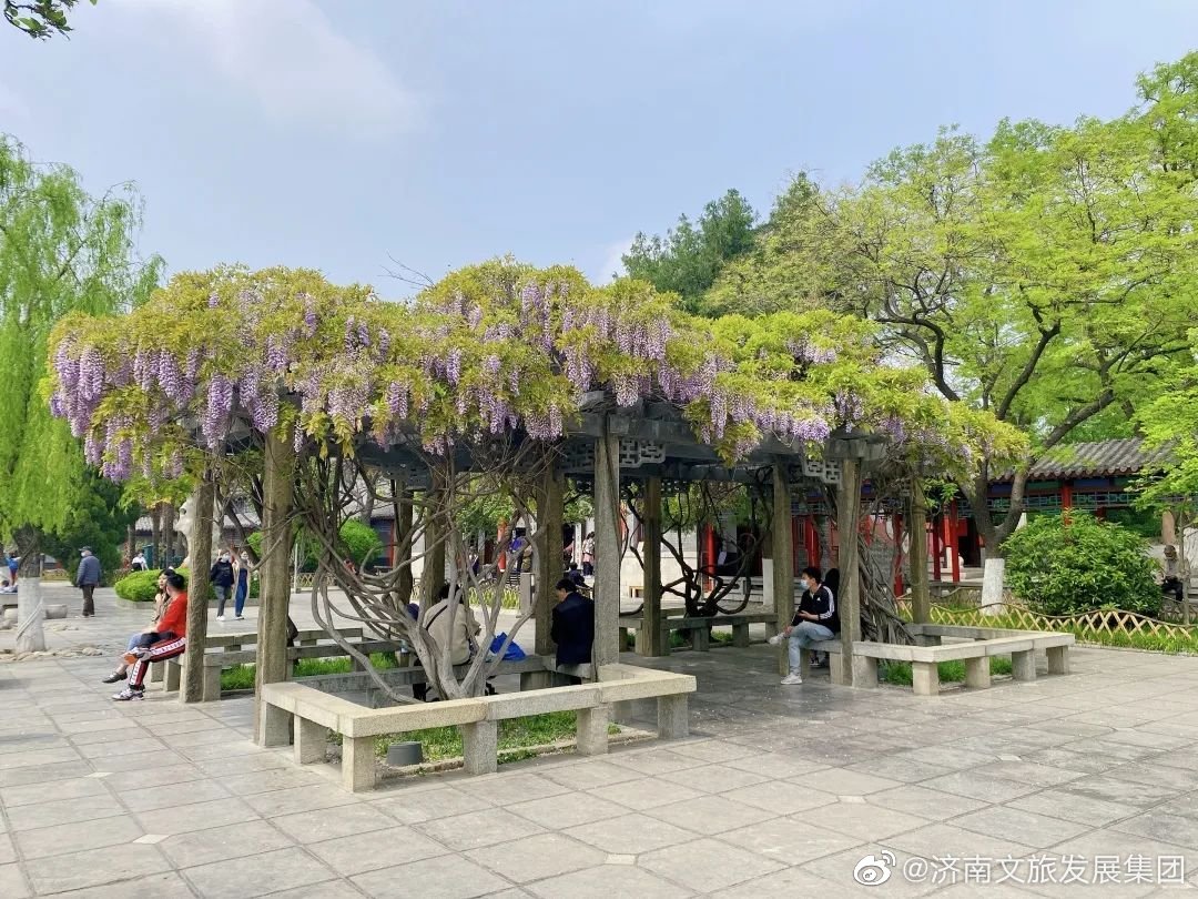 大明湖里有一帘紫色的瀑布 一年只能见到一次 大明湖里有一帘紫色的瀑布 一年只能见到一次