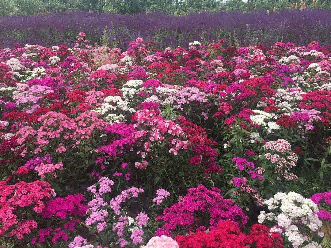 绿化带壕无人性10万块的花堆一起你认识几个