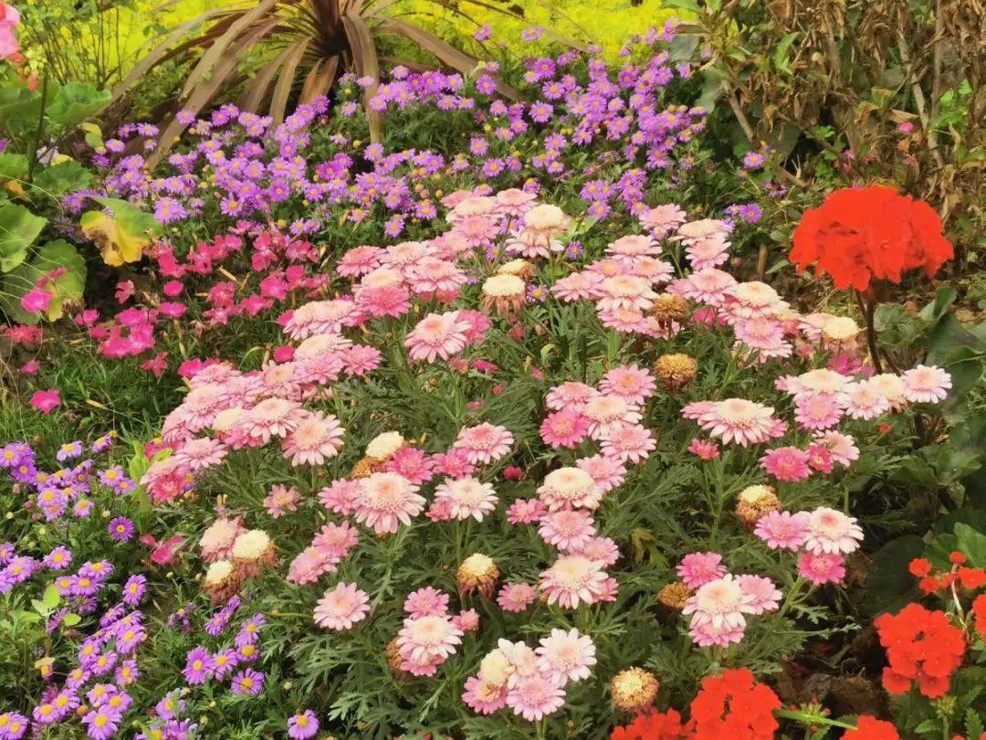 绿化带壕无人性10万块的花堆一起你认识几个