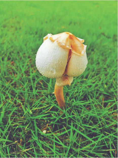 深晚荐读仙湖植物园冒出的这种蘑菇千万别吃有剧毒