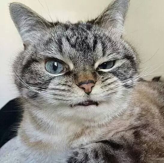 犀利的眼神,湛蓝的瞳色,嘴角勾起一抹邪魅的笑容_高清图集_新浪网