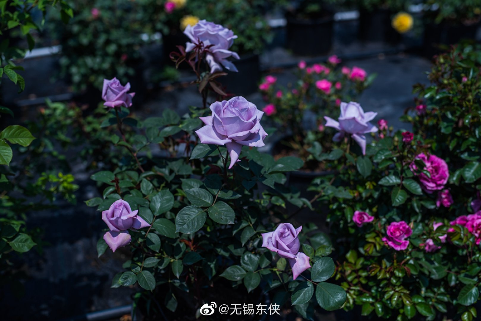 江阴"满庭芳"郊野花园欧月展.有心有爱