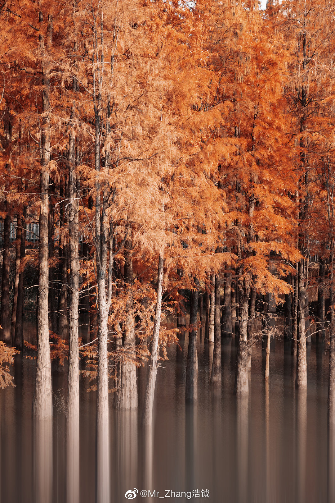 杭州临安青山湖的水杉红了 秋色赤连天!__财经头条