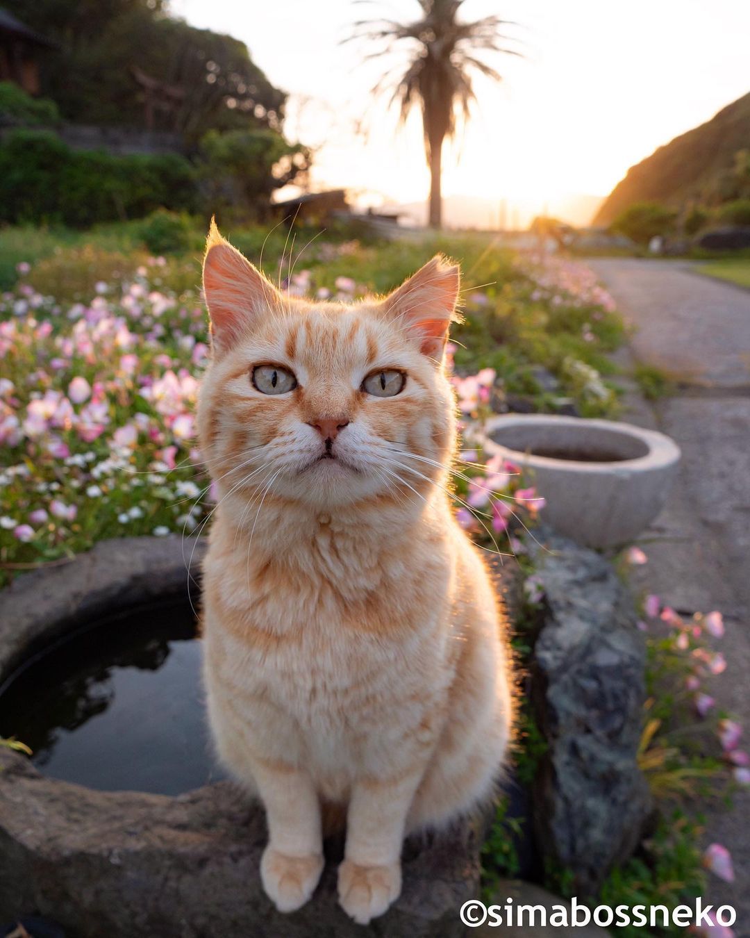 橘系| simabossneko_高清图集_新浪网