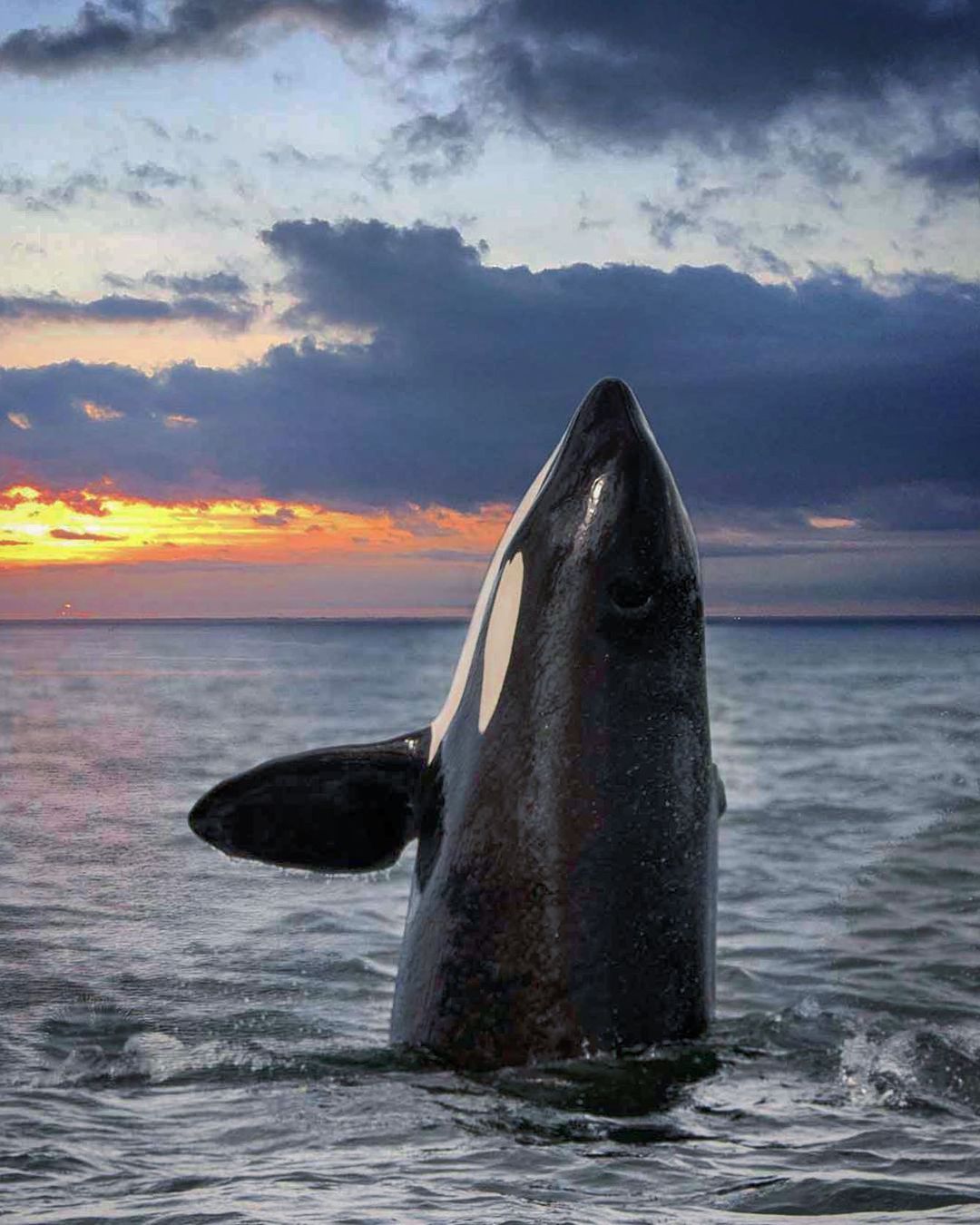 阿拉斯加海湾,虎鲸巡游黄昏的海平面.