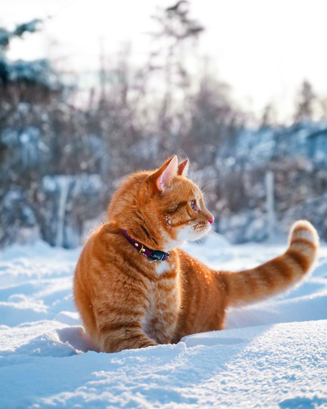 在雪中分外扎眼的大橘